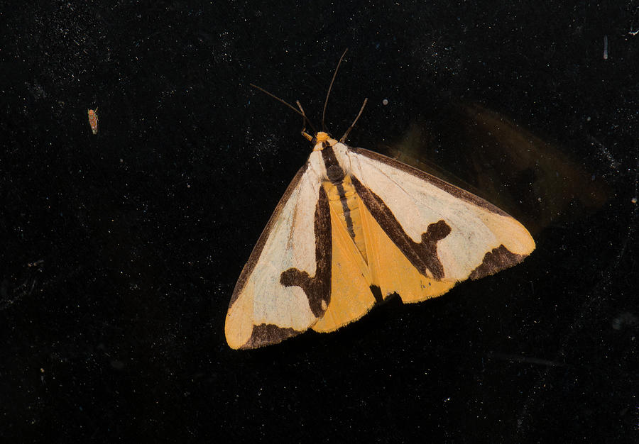 Moth, Hoploa clymene, Moth Series, Lepidoptera, North Carolina Moths 93 Photograph by Eric Abernethy
