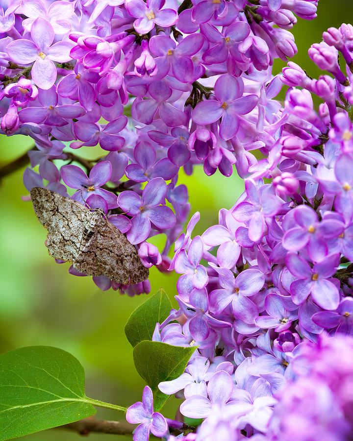 Moth in Lilac Vertical Photograph by Mike Mcquade | Fine Art America