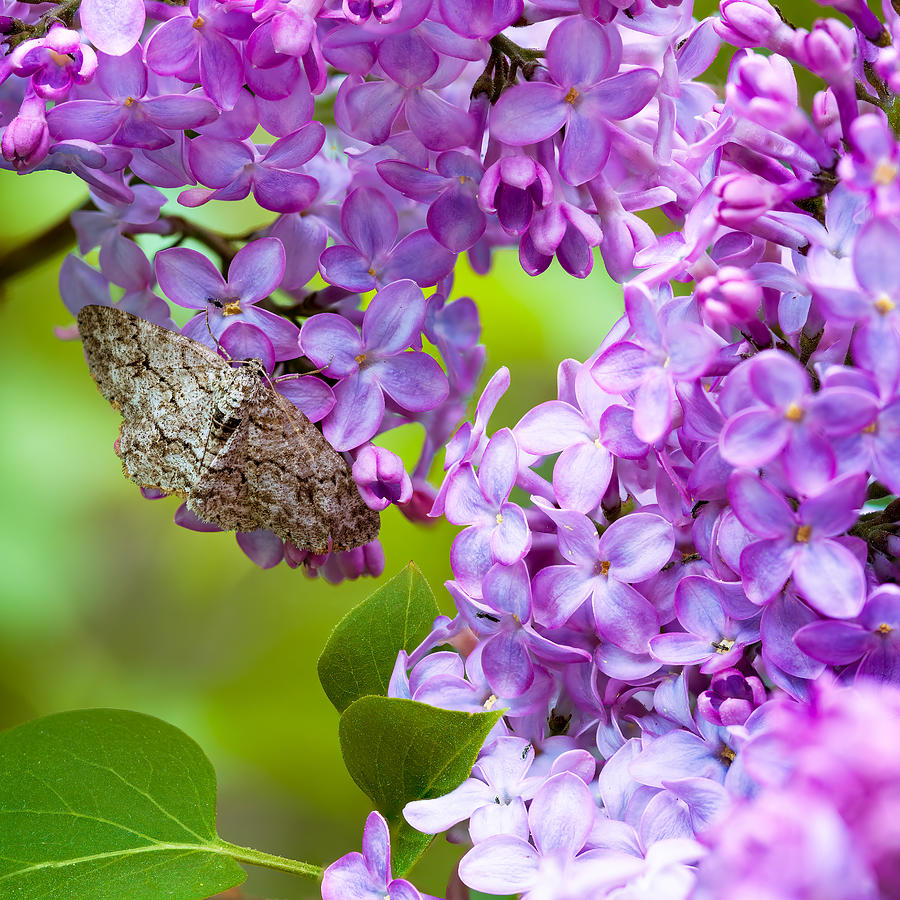 Moth in the Lilacs Photograph by Mike Mcquade