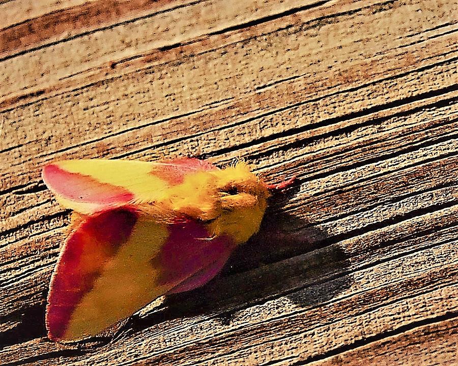 Moth Photograph by John Linnemeyer