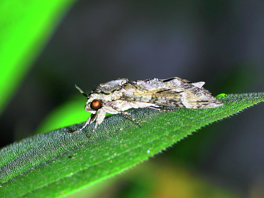 Moth, macro image Photograph by Alex Nikitsin - Fine Art America