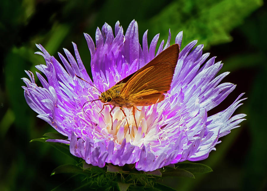 Moth on flower center Photograph by Charles Floyd