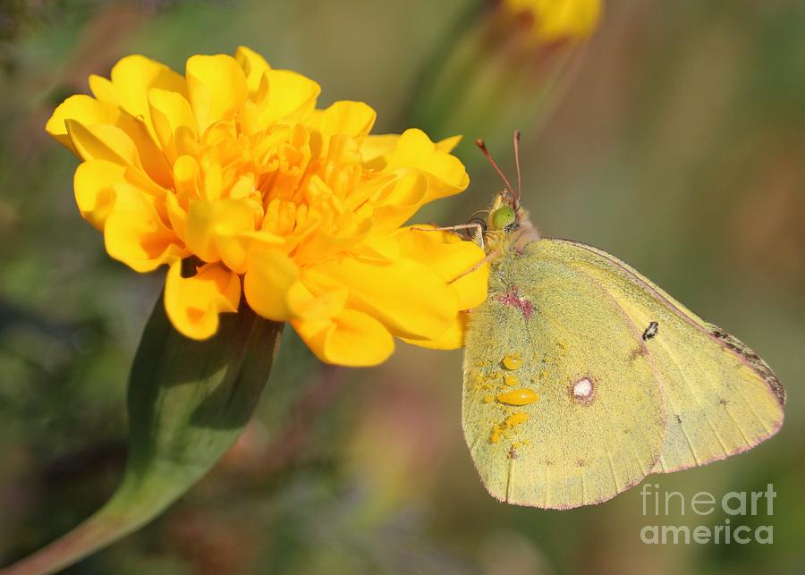 Moth on Marigold Photograph by Carol Groenen