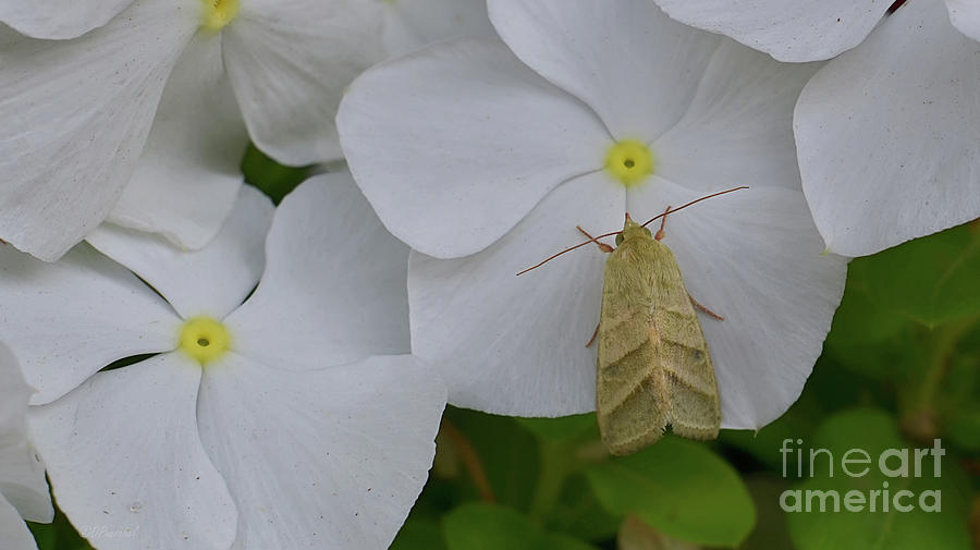 Moth on Vinca Photograph by Debby Pueschel