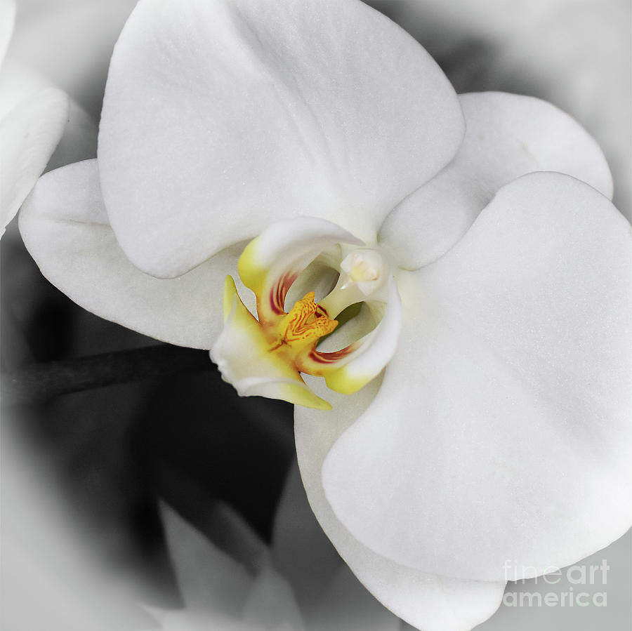 Moth Orchid Detail Photograph by Ron Long