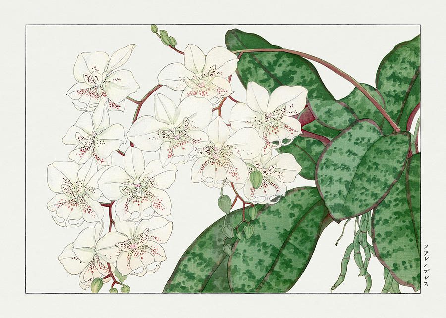 Moth Orchid Flower  - Ukiyo e art - Vintage Japanese woodblock art - Seiyo SOKA ZUFU  Digital Art by Studio Grafiikka