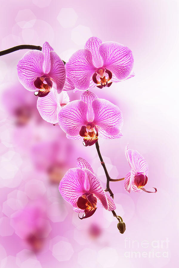 Orchid Photograph - Moth orchid on pink background by Delphimages Photo Creations