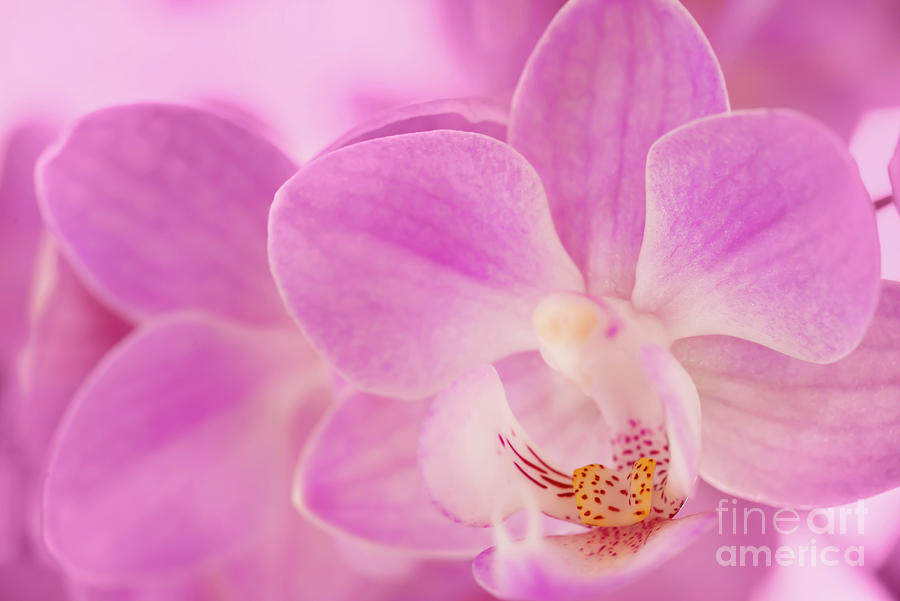 Orchid Photograph - Moth orchid, pretty in pink by Delphimages Photo Creations