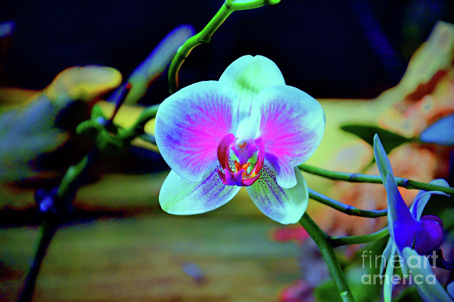 Moth Orchid Photograph by Savannah Gibbs