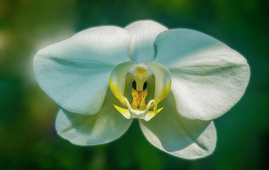 Moth Orchid Series 0163 Photograph by Carlos Diaz