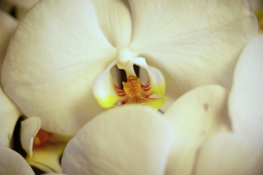 Moth Orchid Photograph