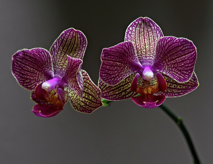 Moth Orchid Photograph by Wayne Sherriff