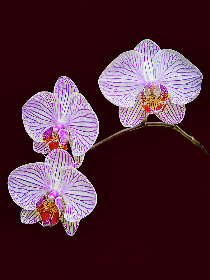 Nature Photograph - Moth Orchids 2 by Marcia Colelli