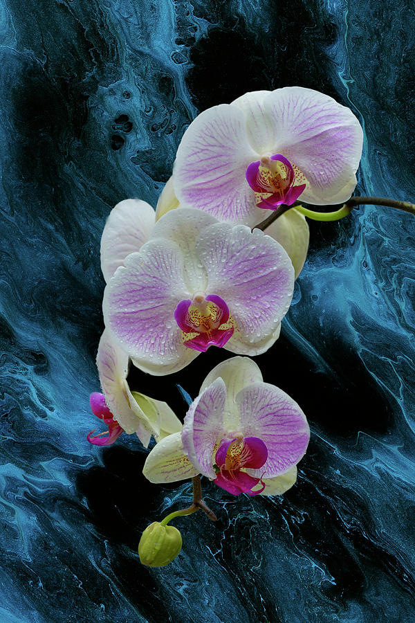 Moth Orchids on Blue Photograph by Cate Franklyn