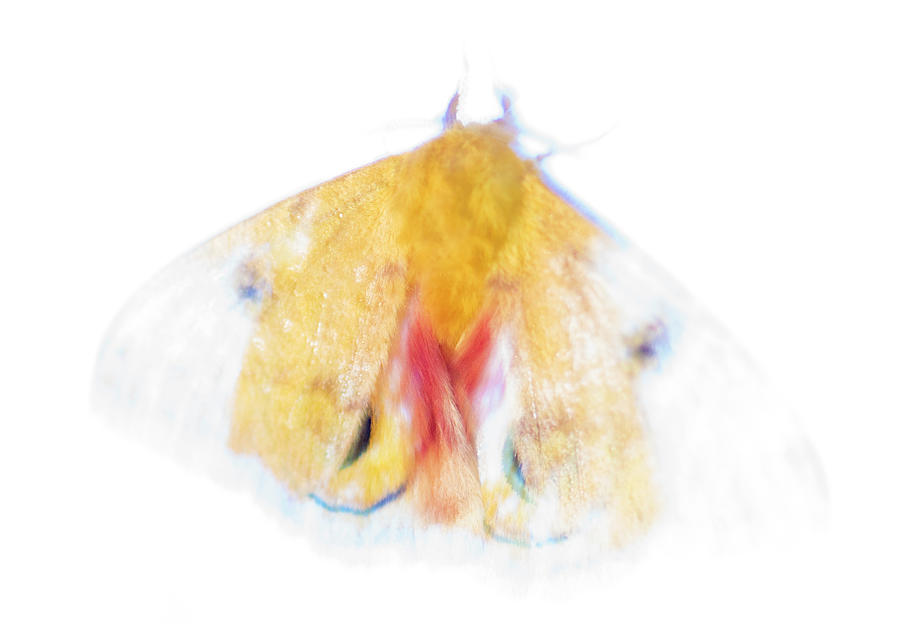 Moth Series, Abstract, Lepidoptera, North Carolina Moths 86 Photograph by Eric Abernethy