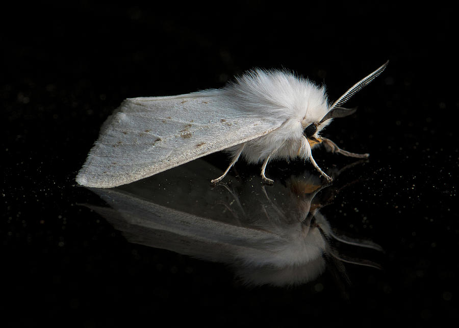 Moth Series, Lepidoptera, North Carolina Moths  27 Photograph by Eric Abernethy