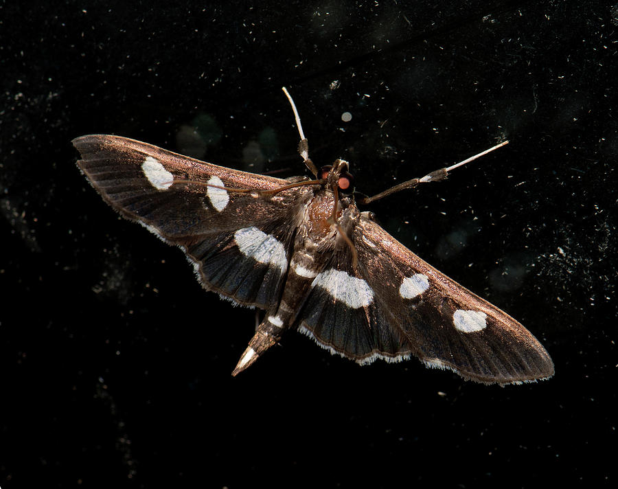 Moth Series, Lepidoptera, North Carolina Moths 31 Photograph by Eric Abernethy
