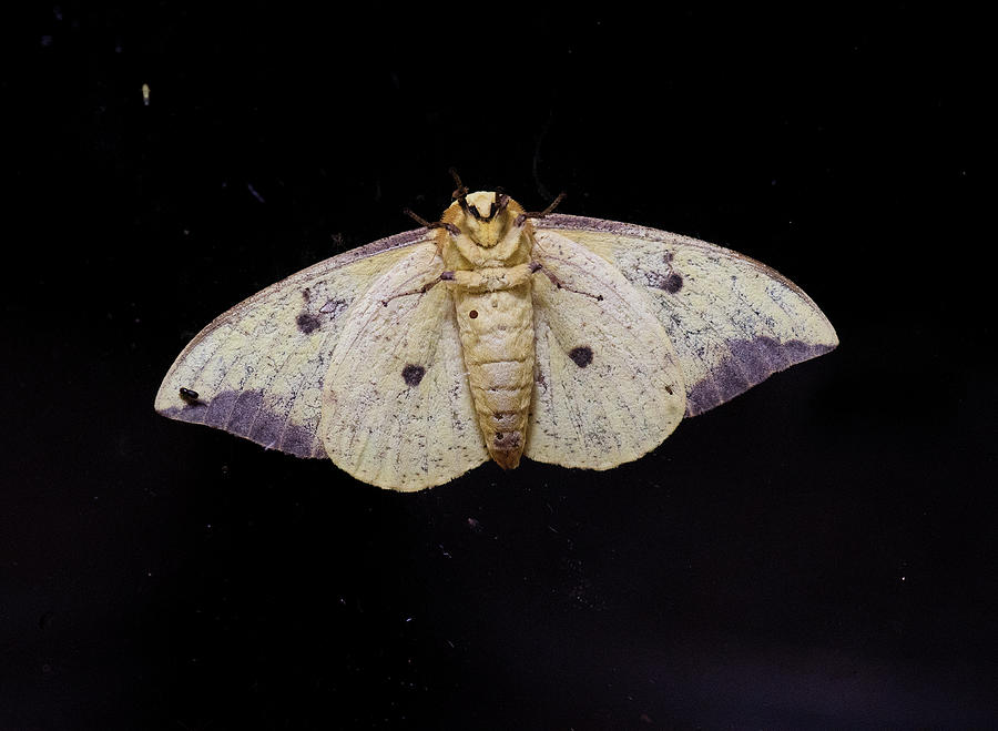 Moth Series, Lepidoptera, North Carolina Moths 39 Photograph by Eric Abernethy