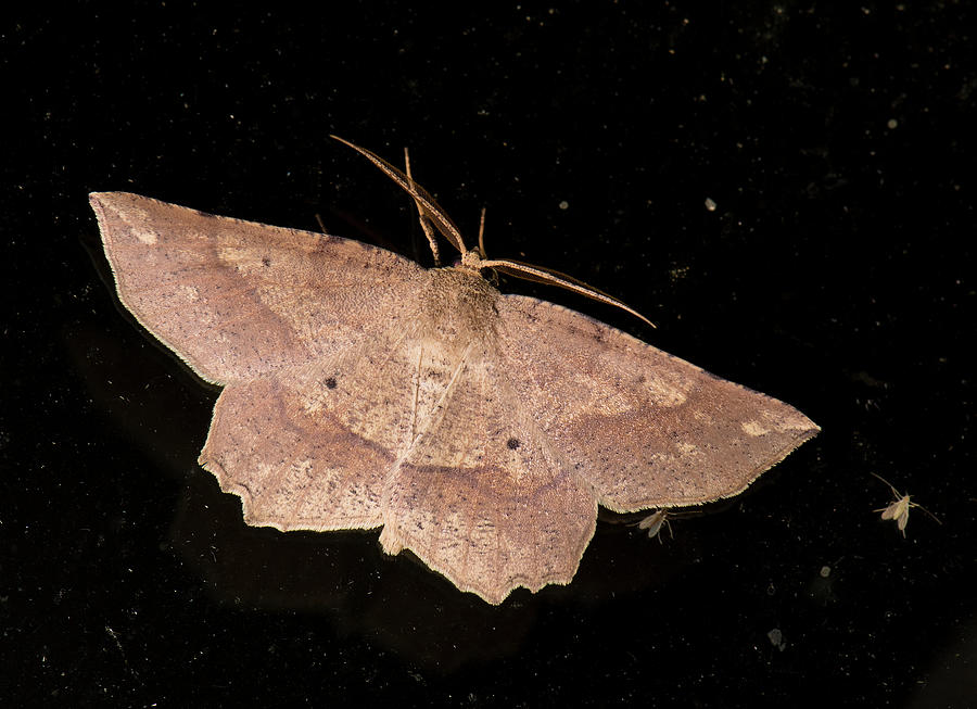 Moths of North Carolina