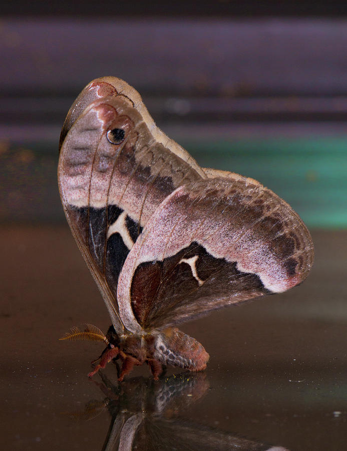 Moths of North Carolina