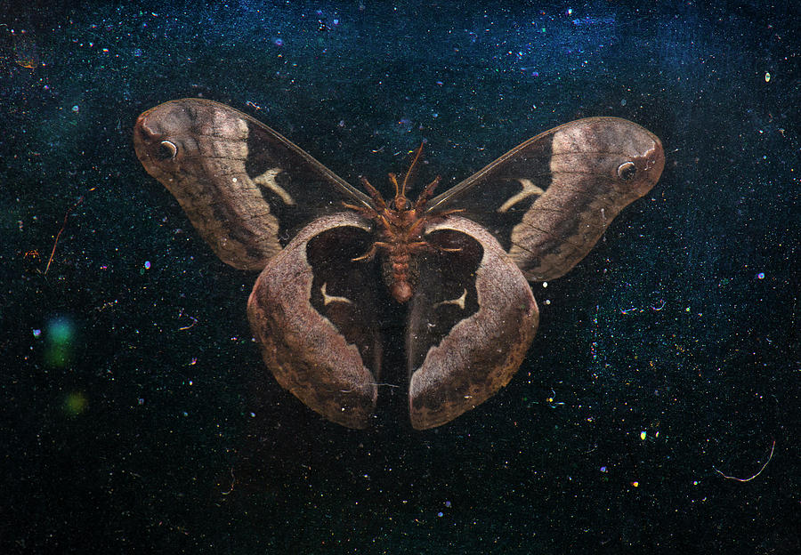Insects Photograph - Moth Series, Lepidoptera, North Carolina Moths 78 by Eric Abernethy