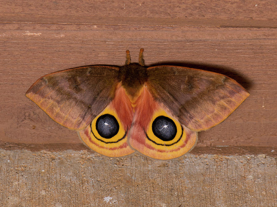 Moth Series, Lepidoptera, North Carolina Moths 83 Photograph by Eric Abernethy