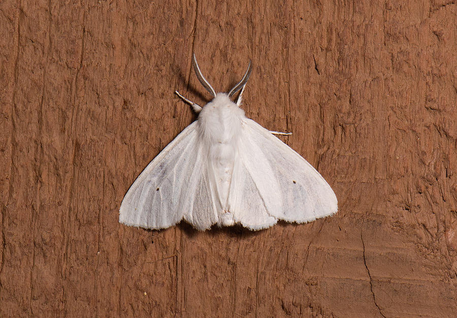 Moth Series, Lepidoptera, North Carolina Moths 84 Photograph by Eric Abernethy
