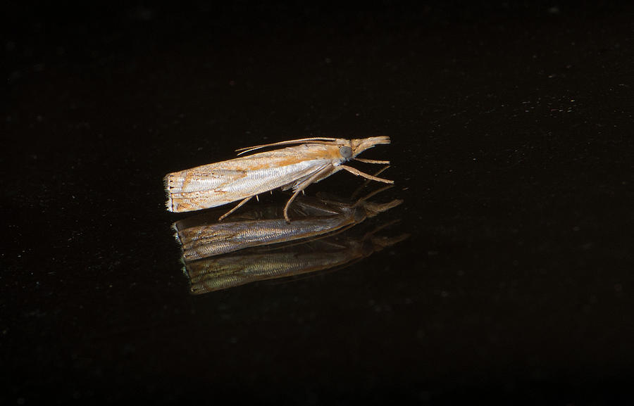 Moth Series, Lepidoptera, North Carolina Moths 87 Photograph by Eric Abernethy