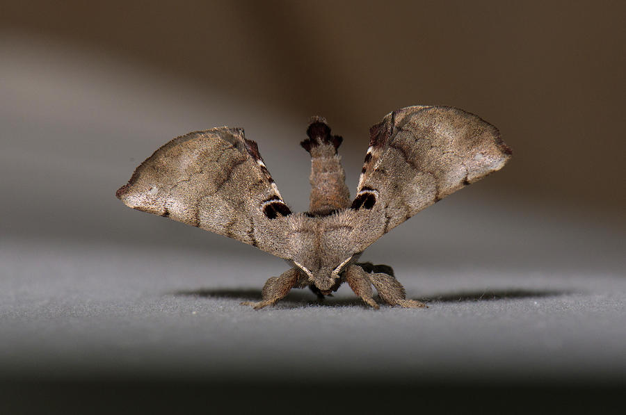 Moth Series, Lepidoptera, North Carolina Moths 88 Photograph by Eric Abernethy