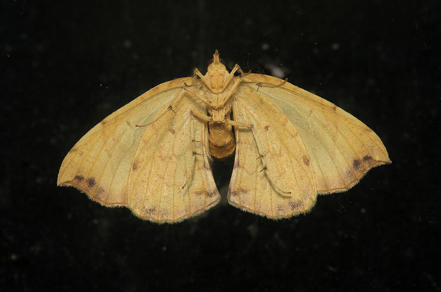 Moth Series, Lepidoptera, North Carolina Moths 90 Photograph by Eric Abernethy