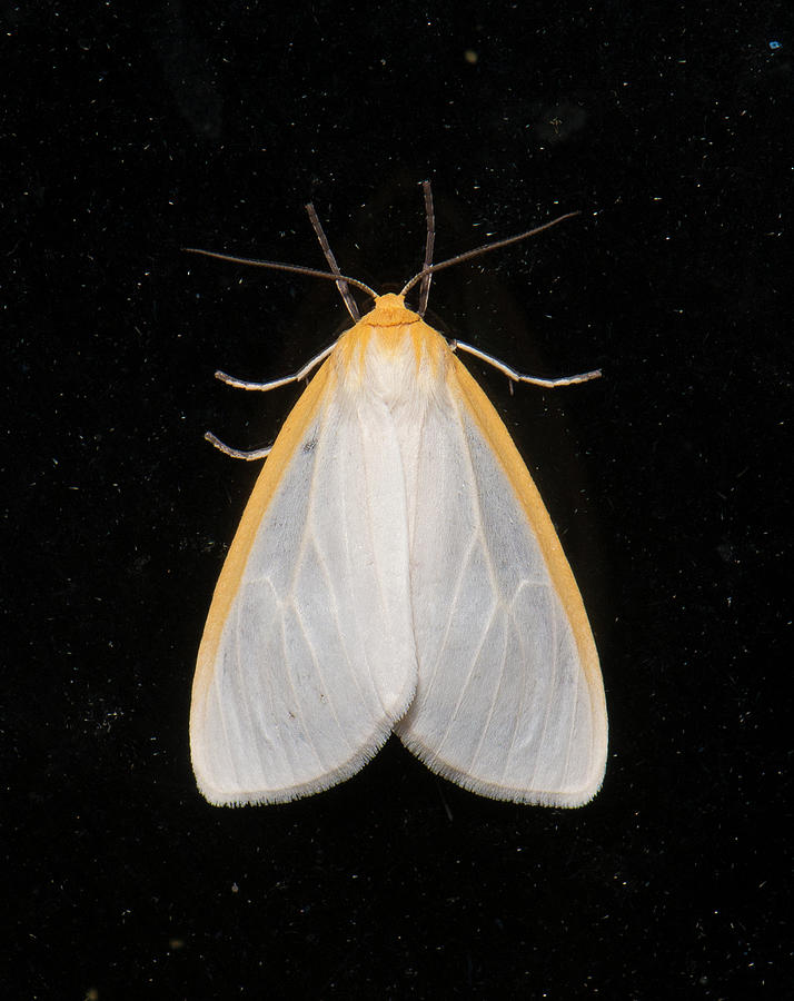 Moth Series, Lepidoptera, North Carolina Moths 92 Photograph by Eric Abernethy