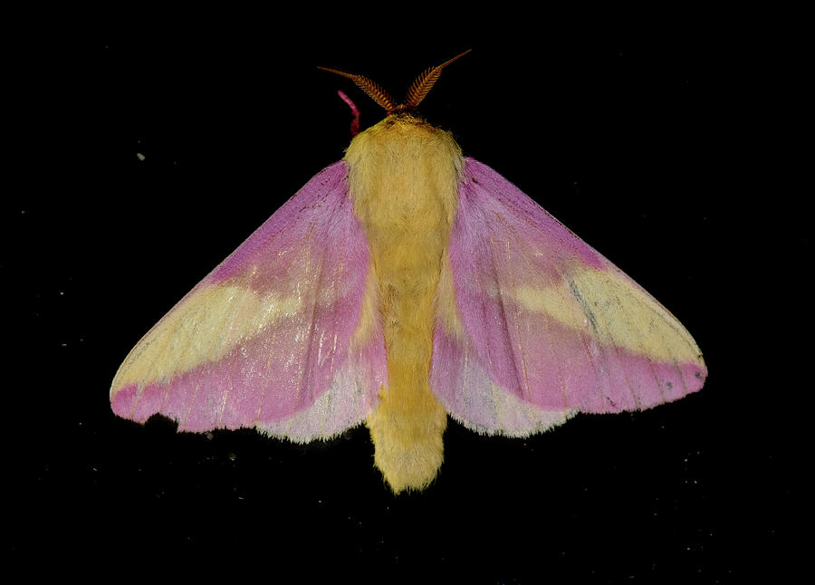Moth Series, Rosey Maple Moth, Lepidoptera, North Carolina Moths 11 Photograph by Eric Abernethy
