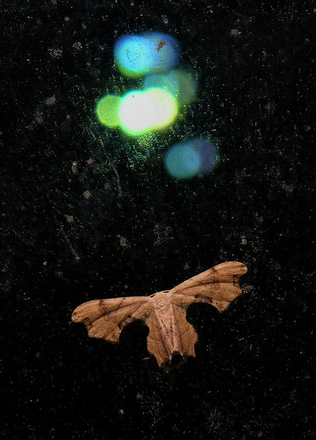 Moth Series, Soopwing, Lepidoptera, North Carolina Moths 82 Photograph by Eric Abernethy