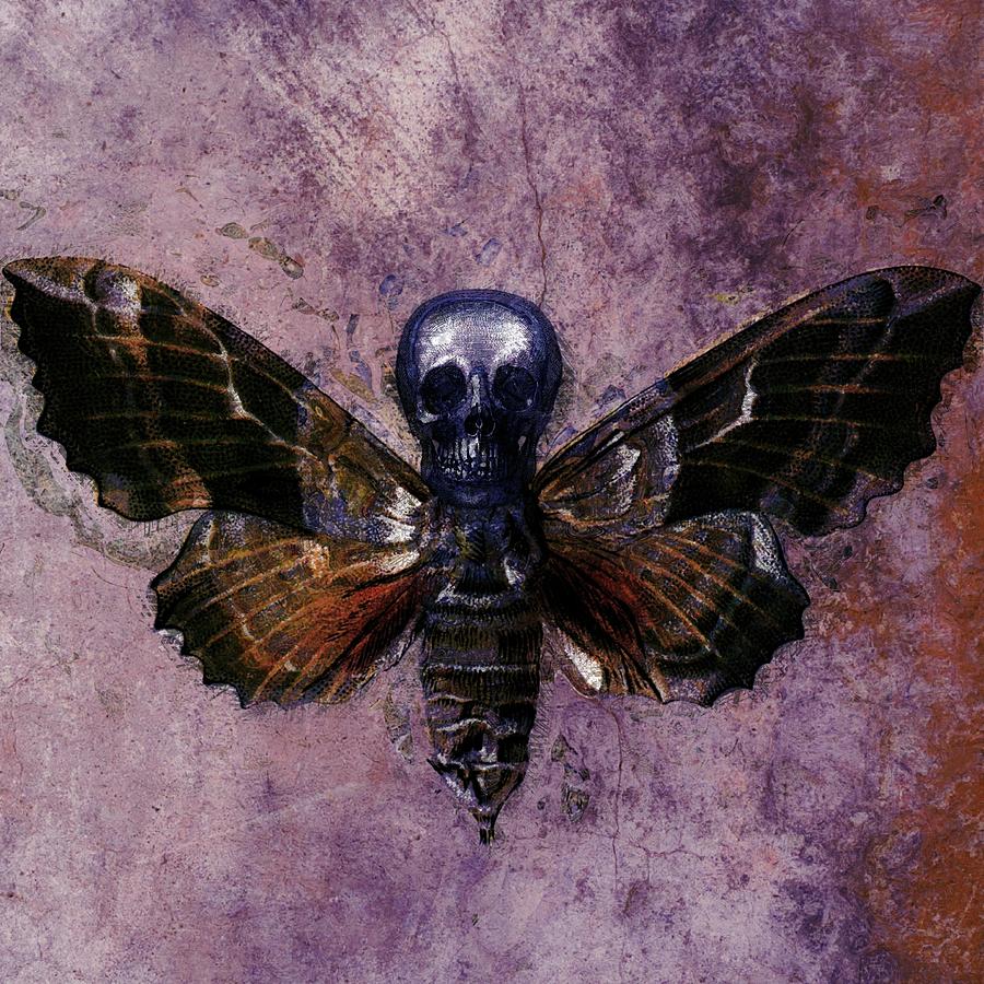 Moth Skull R3 Photograph by Les Classics