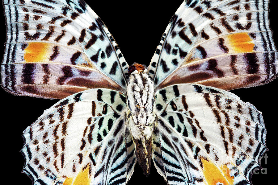 Moth Spots Photograph by John Rizzuto