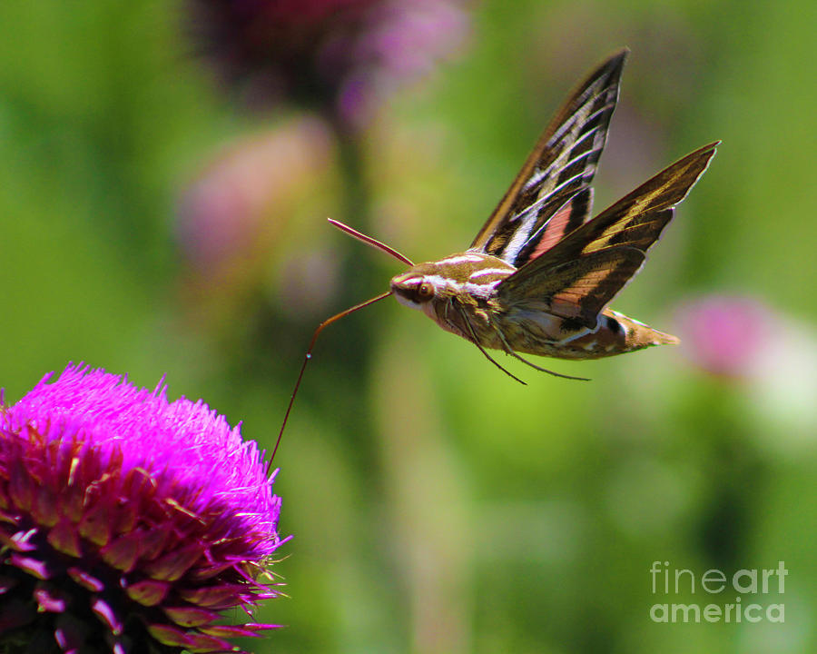Moth to Flower Photograph by Shirley Dutchkowski