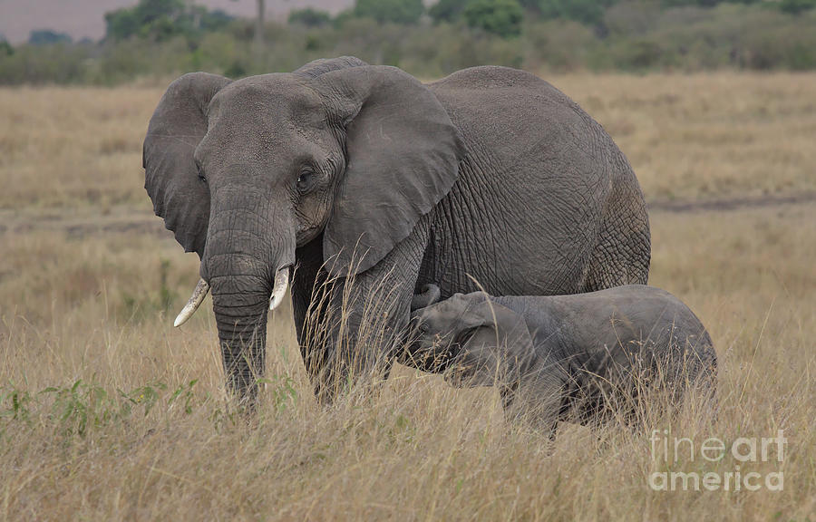 mother african elephant nursing her calf in the wild Masai Mara, Kenya Photograph by Nirav Shah