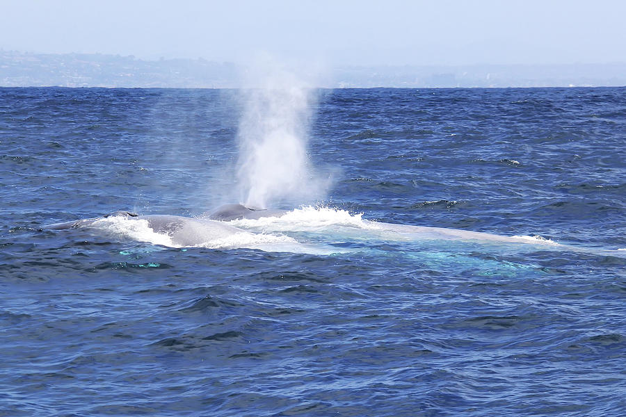 Mother and Baby Blue Whales Photograph by Michael Peak - Fine Art America