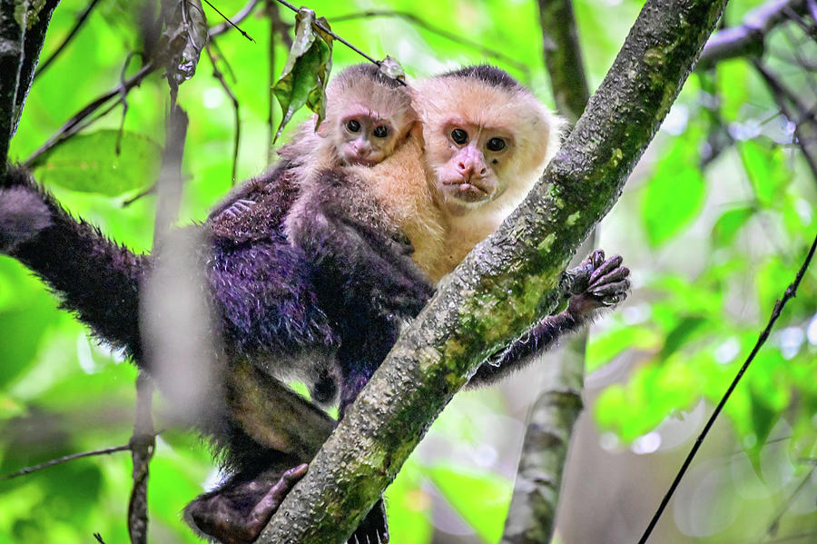 Mother and Baby Capuchin Photograph by Ed Stokes