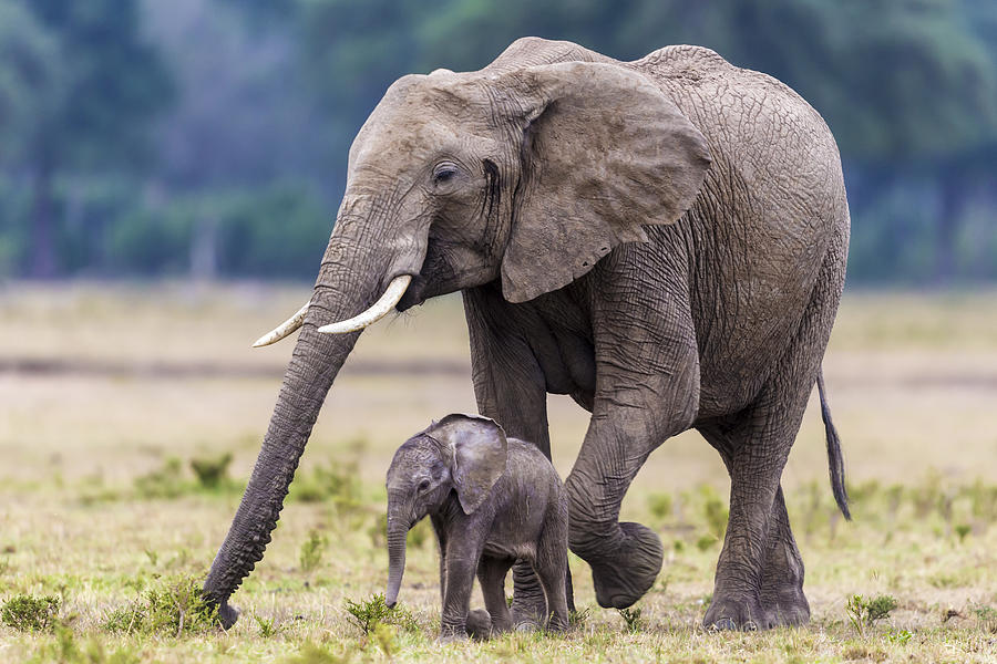 Mother and baby elephant grazing Photograph by Manoj Shah