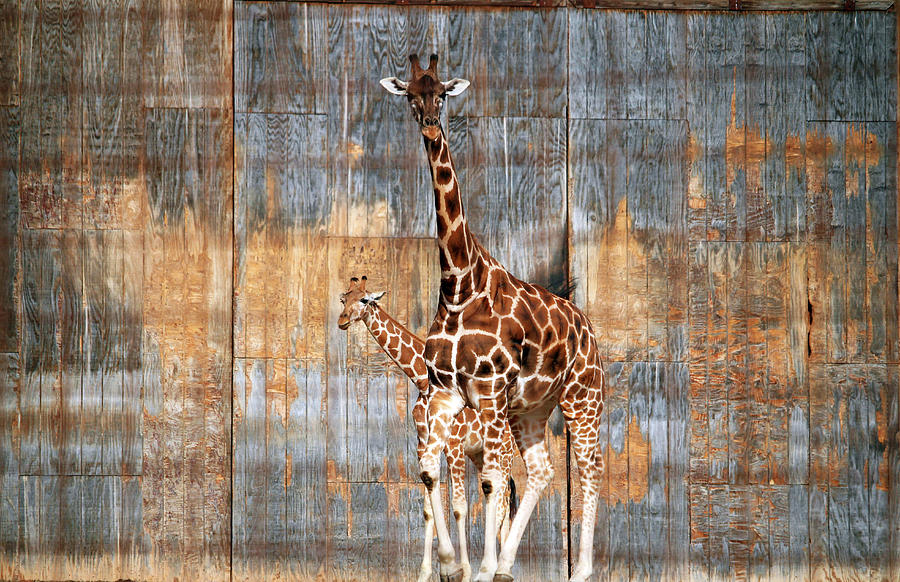 Mother And Baby Giraffe  Photograph by Cynthia Guinn