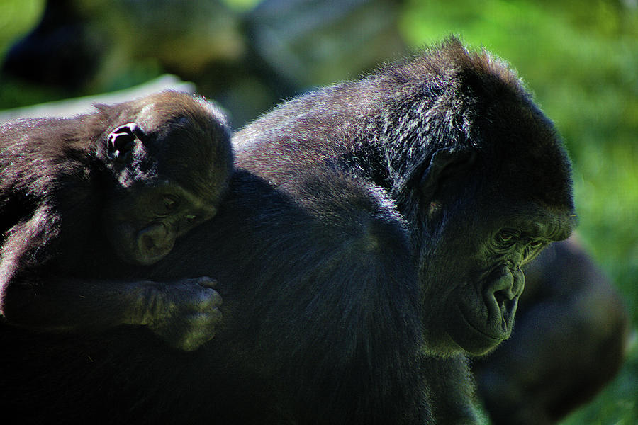 Mother And Baby Gorillas Photograph