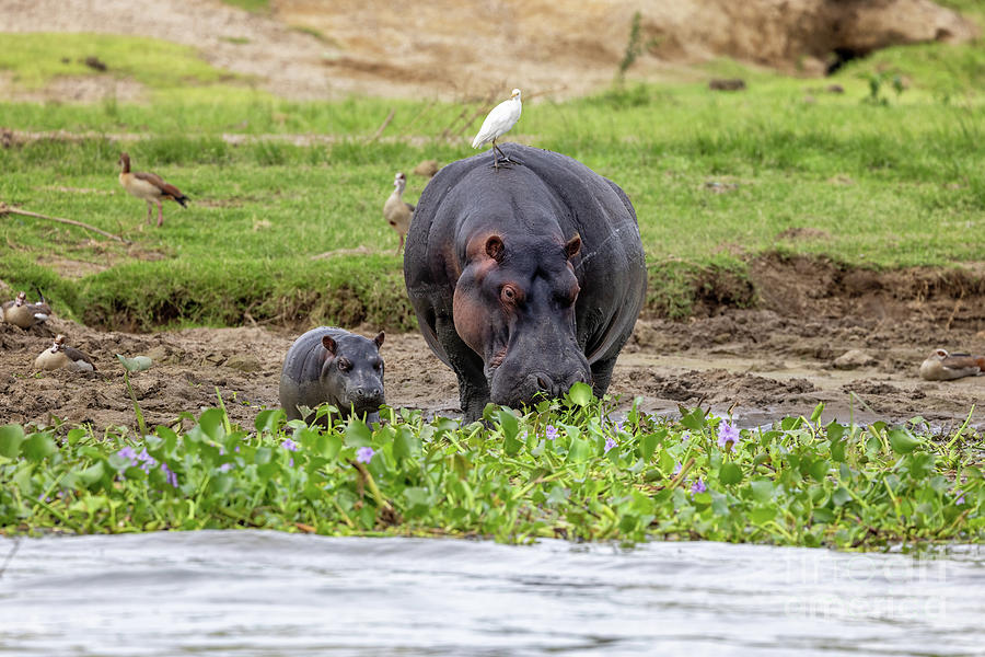 Mother and baby hippopotamus, hippopotamus amphibius, on the banks of Lake Edward, Queen Elizabeth National Park, Uganda. Photograph by Jane Rix