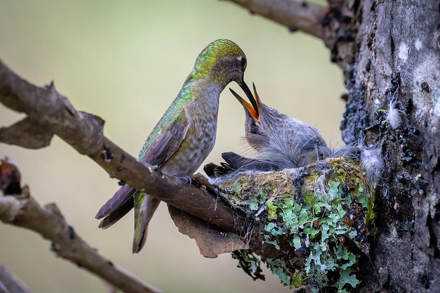 Mother and Baby Hummingbird Photograph by Bill Cubitt