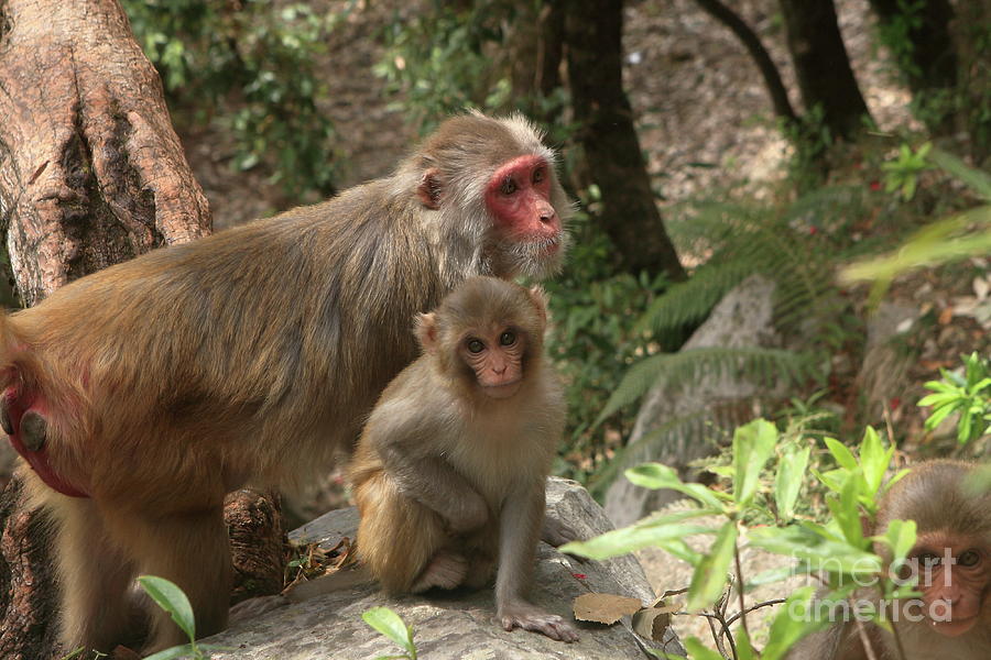 Mother With Infant Monkey Photograph by Aidan Moran