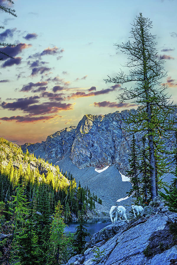 Mother and Baby Mountain Goats, Blue Lake Trail Photograph by Rita ...