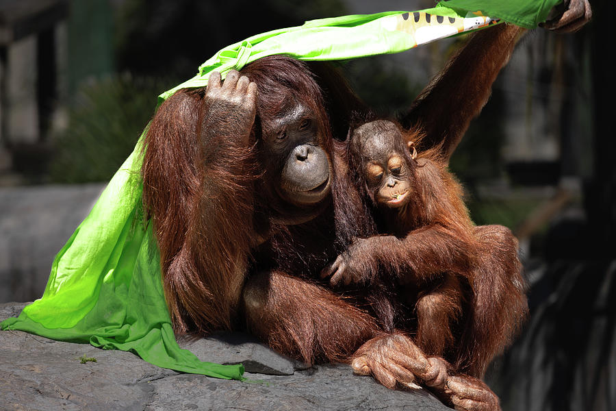 Mother And Baby Orangutans Photograph By Edward Meehan Fine Art America