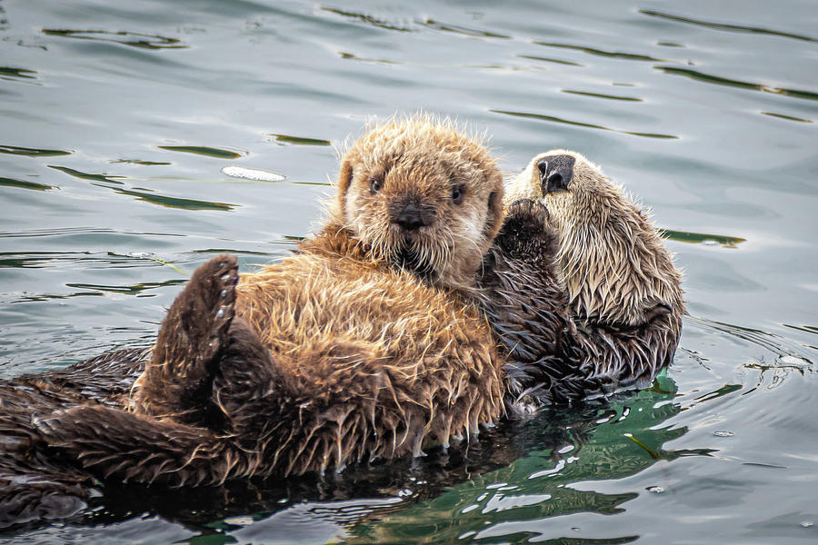 Mother and Baby Otter Photograph by Rik Strickland - Fine Art America