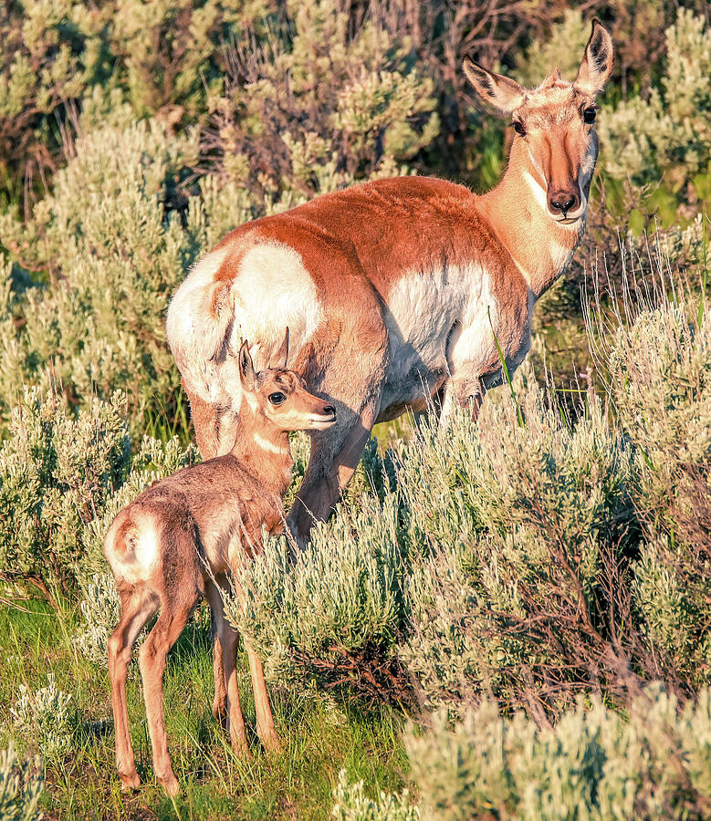 Mother And Baby Pronghorn Yellowstone Photograph by Dan Sproul