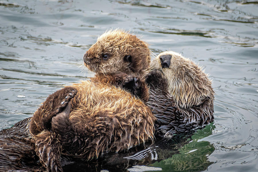 Mother and Baby Sea Otter Photograph by Rik Strickland - Fine Art America